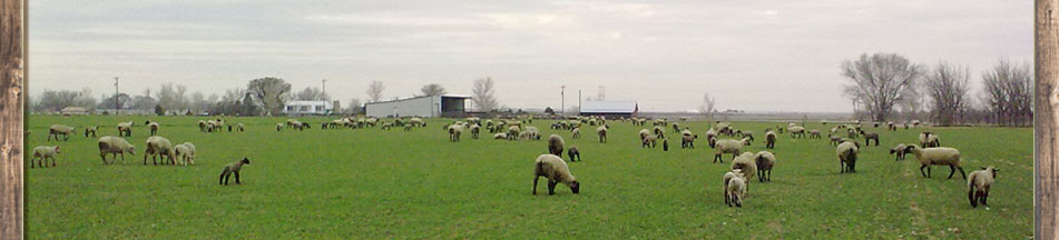 Duffey Club Lambs